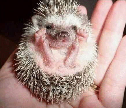 baby hedgehog Prince Prickley
