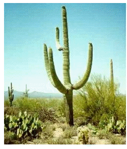 saguaro cactus